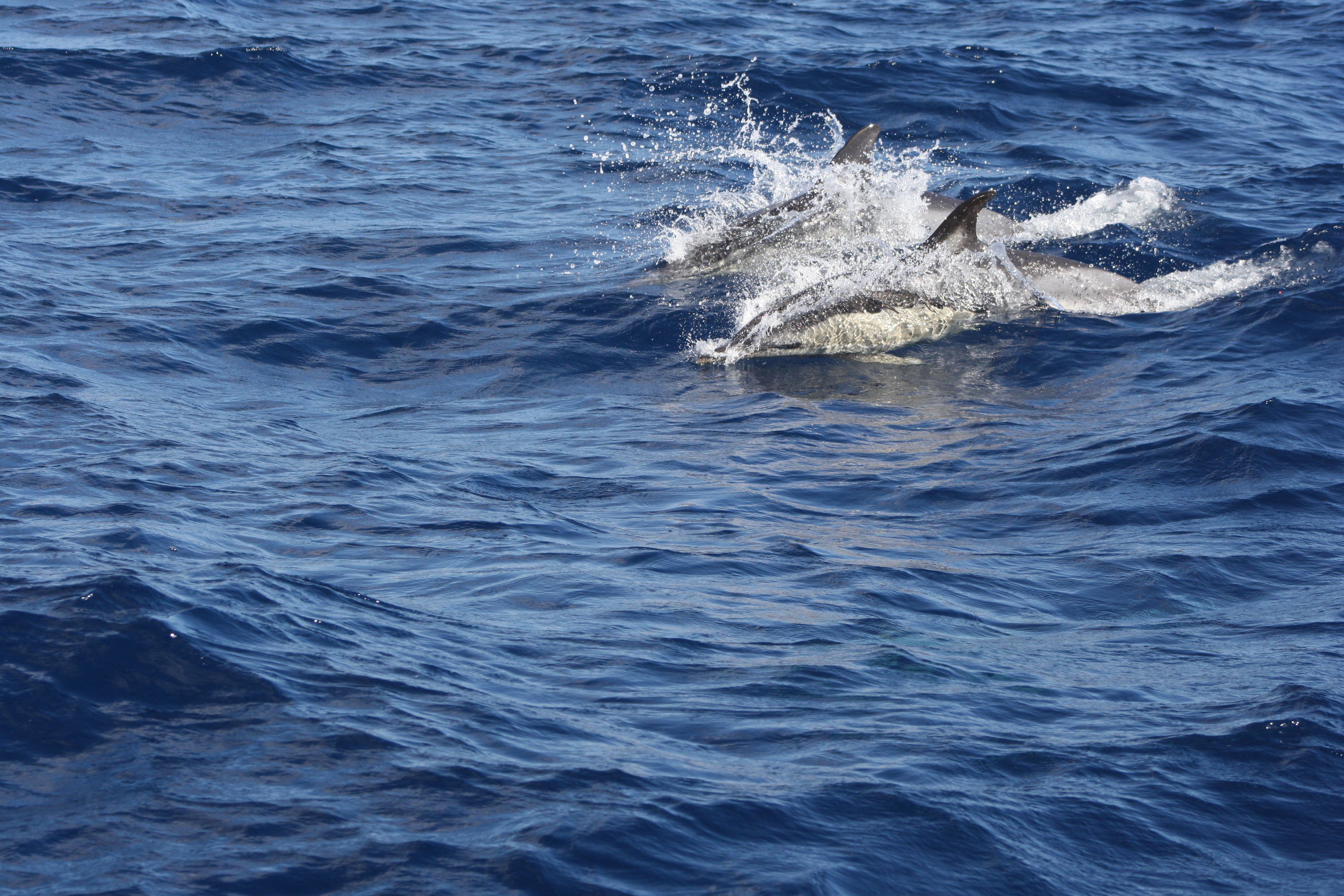 Azores - Sao Miguel