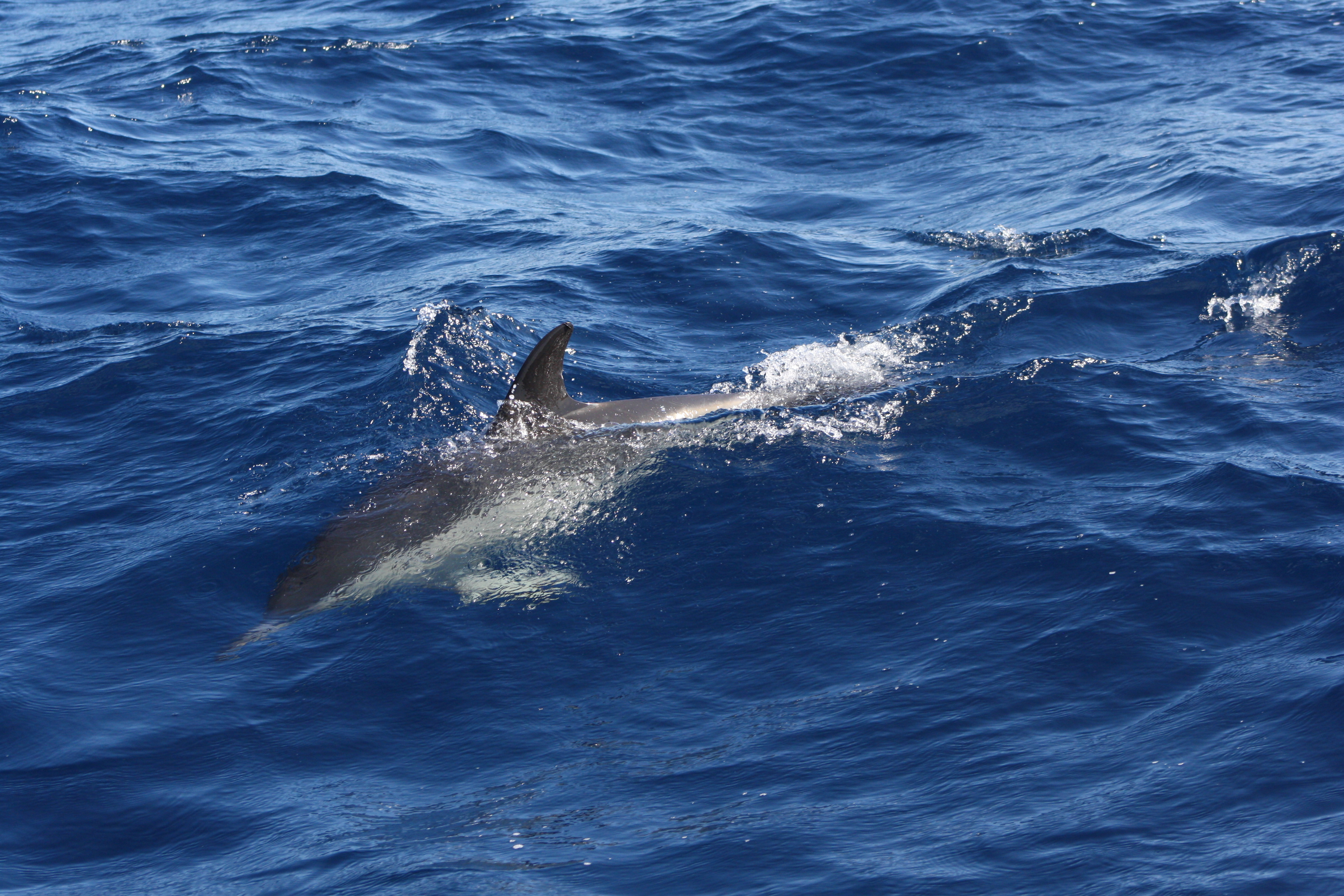 Azores - Sao Miguel