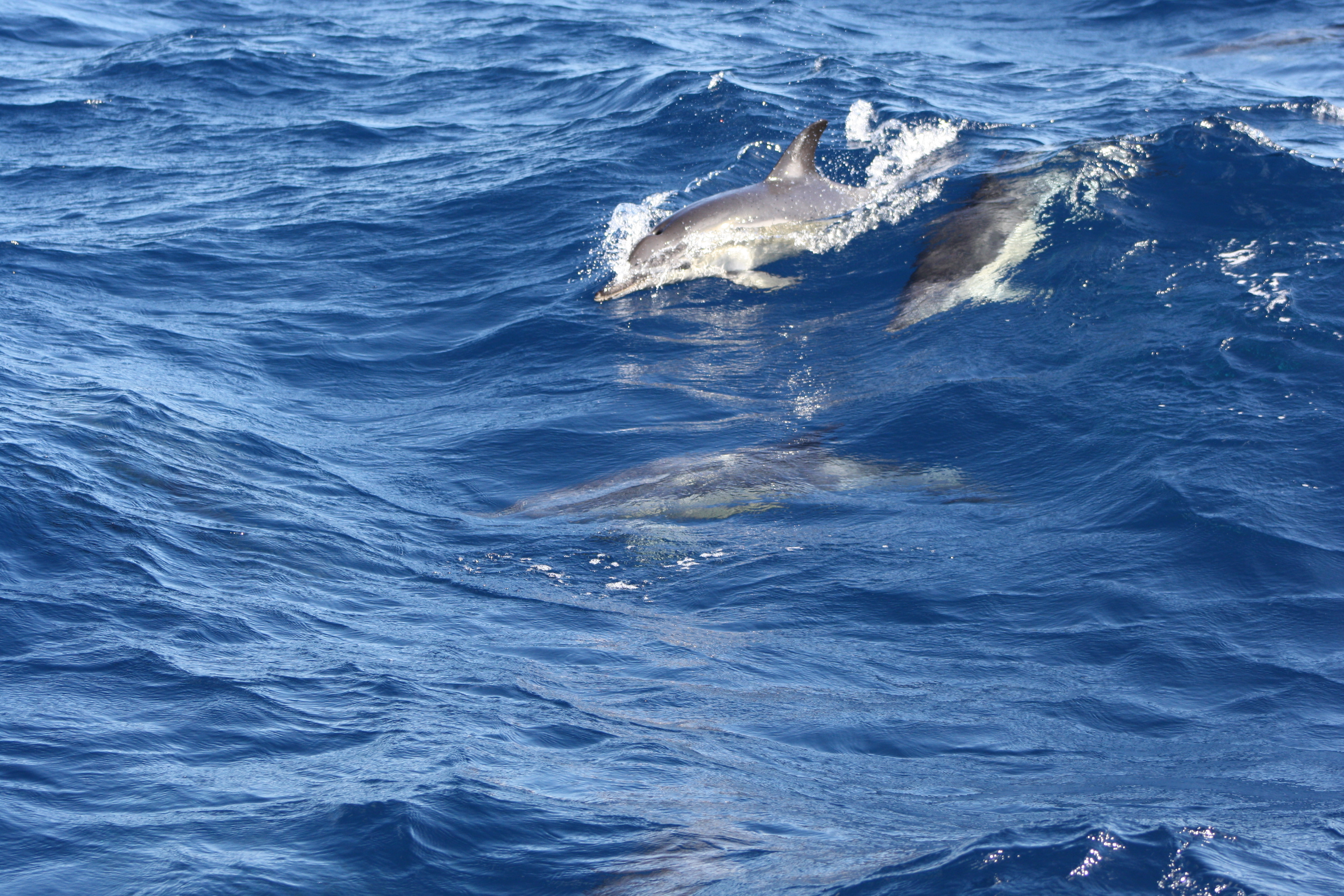 Azores - Sao Miguel