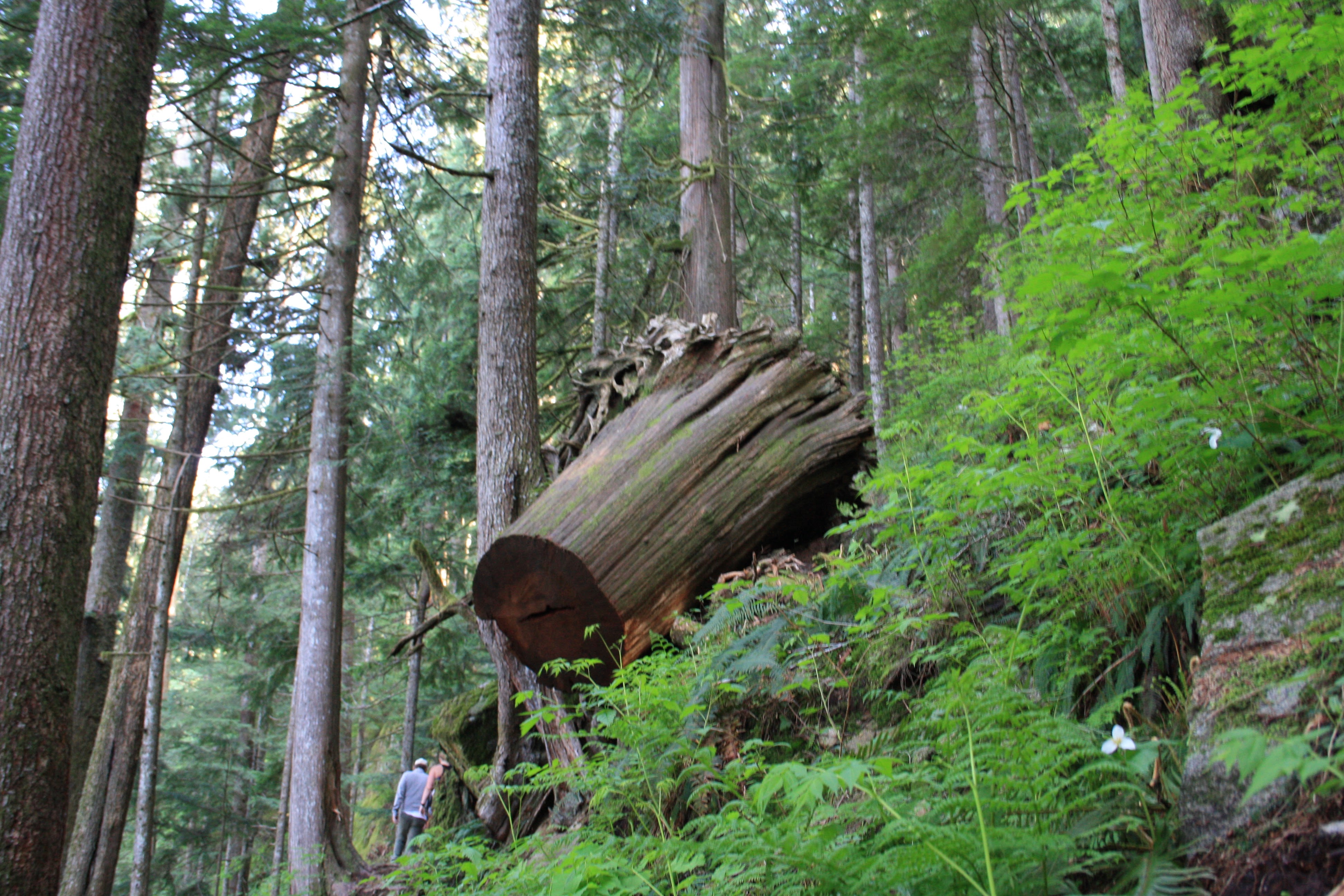 Lake Serene