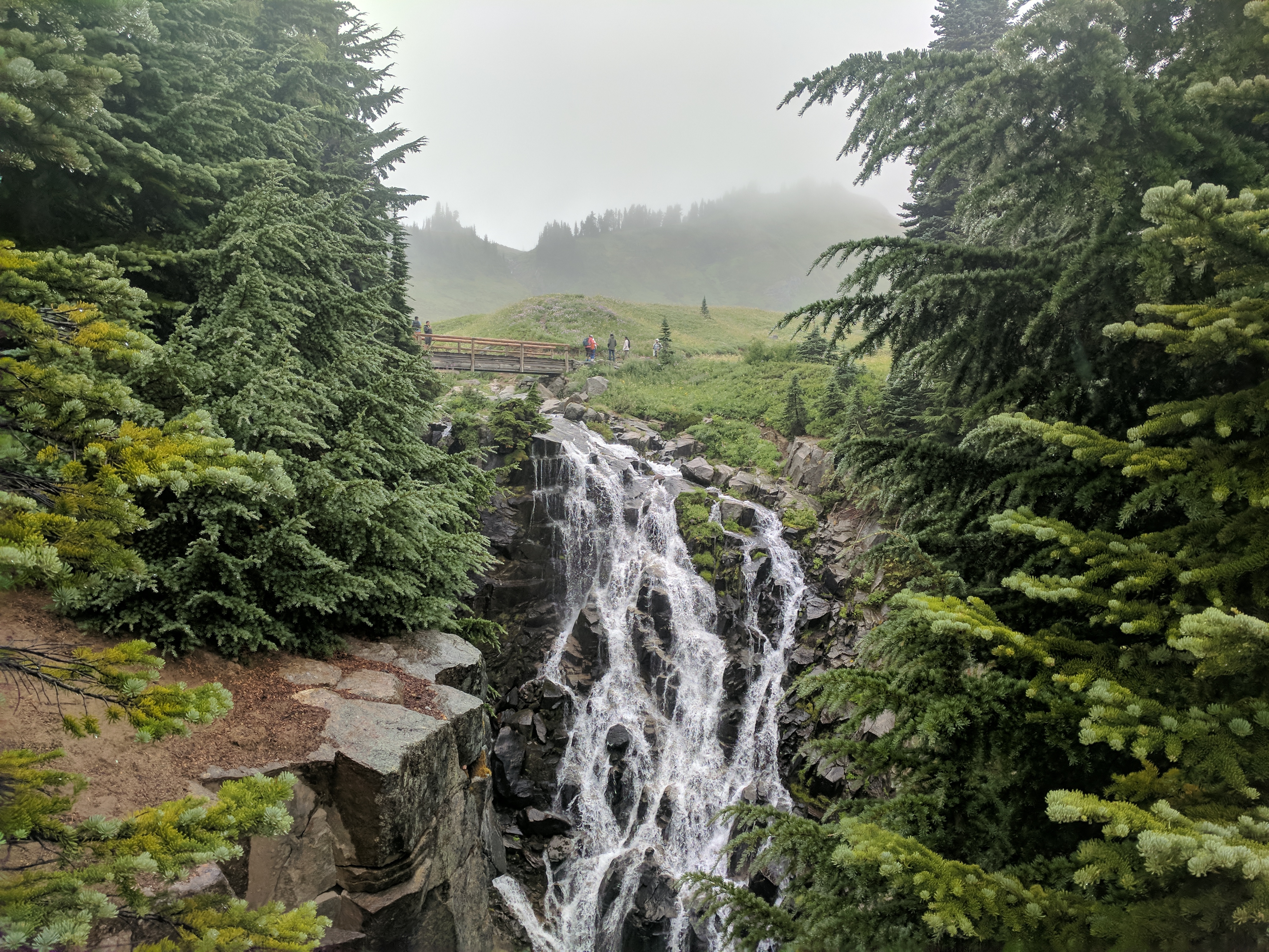 Paradise, Mt. Rainier, Washington