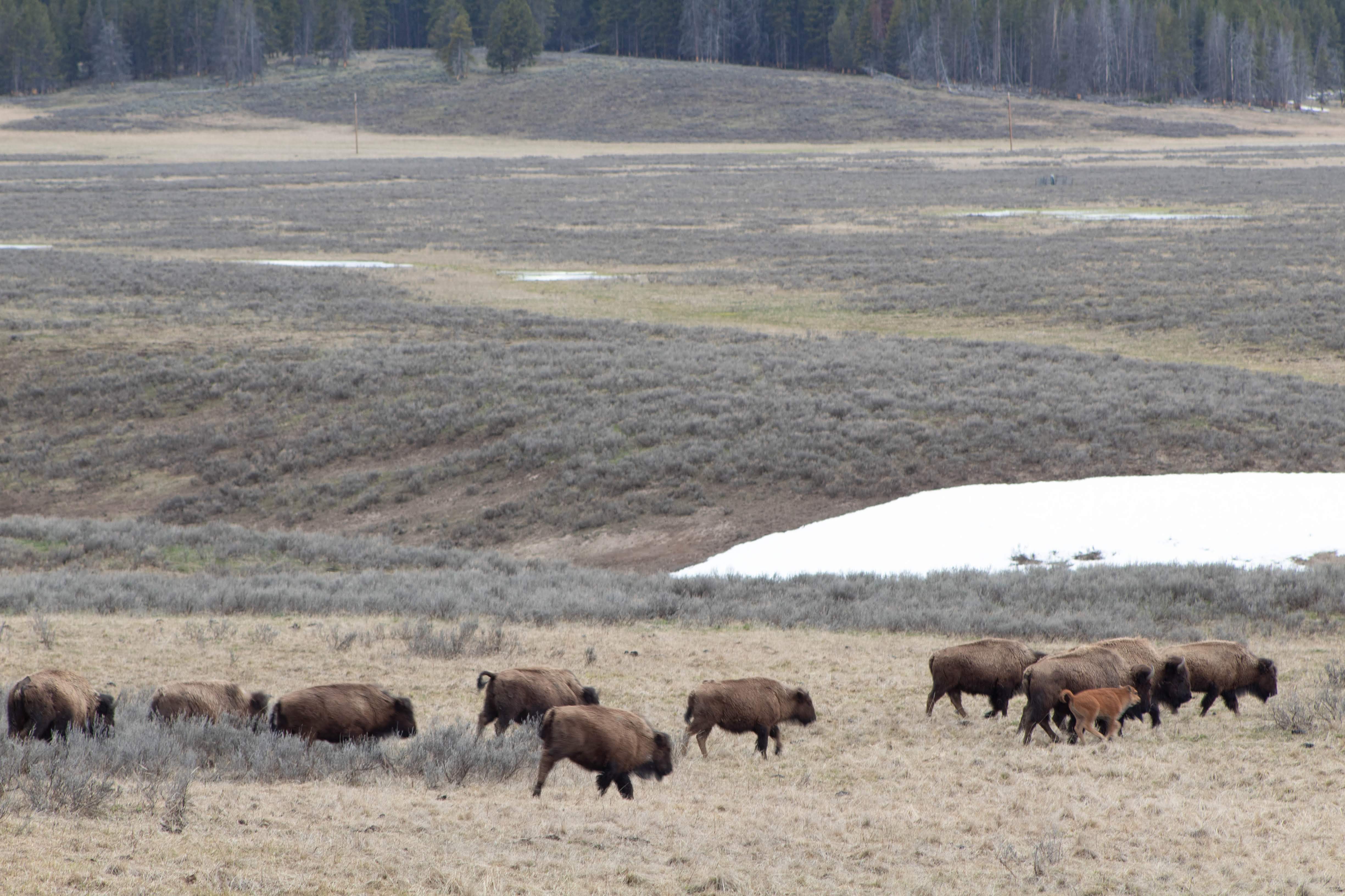 Yellowstone National Park