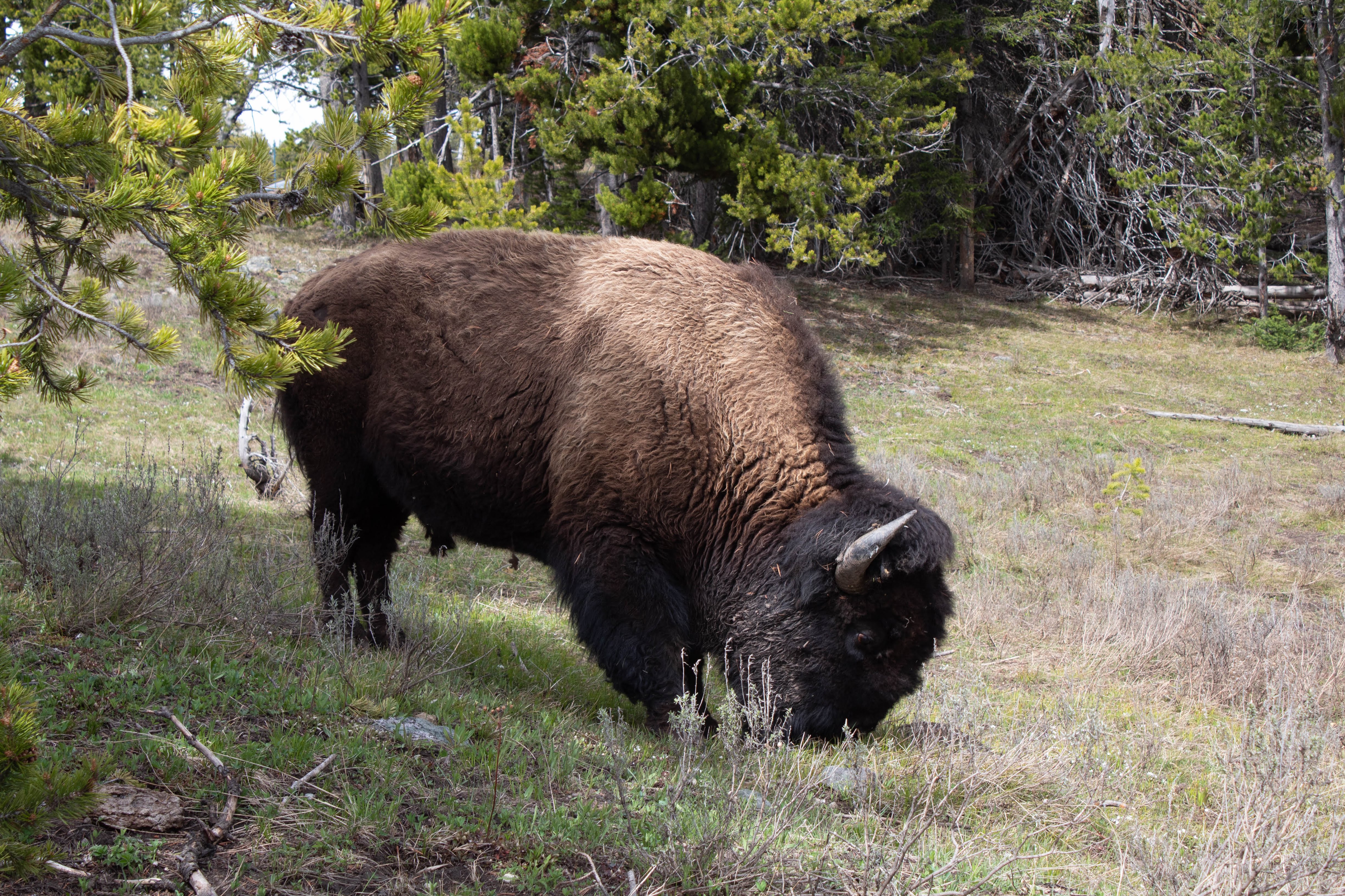 Yellowstone National Park