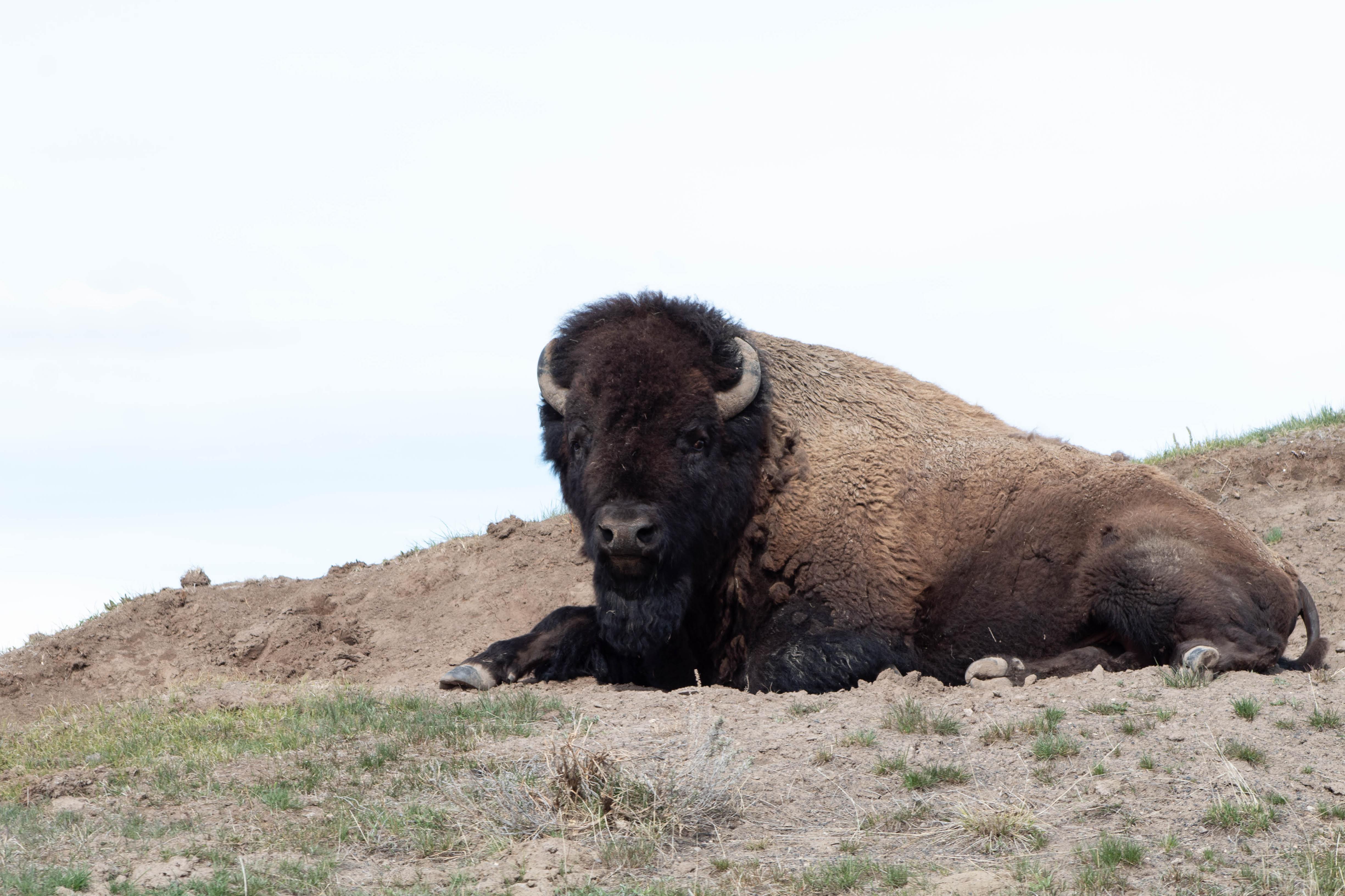 Yellowstone National Park